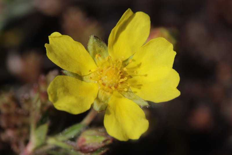 Spring Cinquefoil photo 5