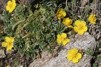 Potentilla nevadensis