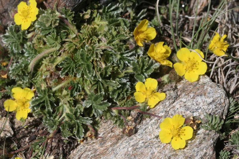 Potentilla nevadensis