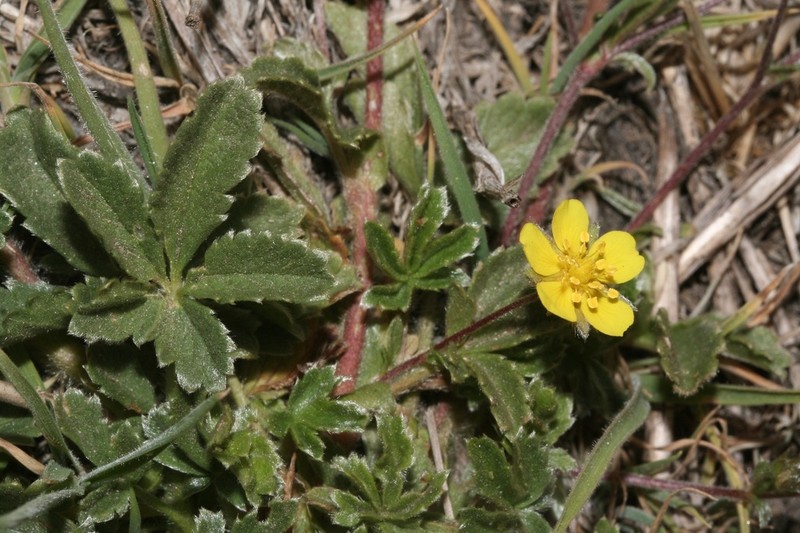 Potentilla nevadensis photo 2