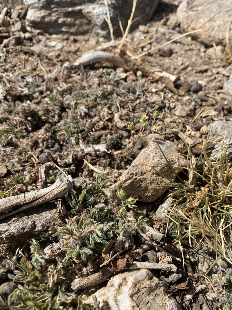 Potentilla nevadensis photo 3