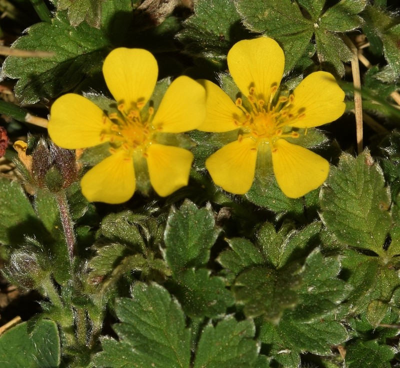 Potentilla nevadensis photo 4