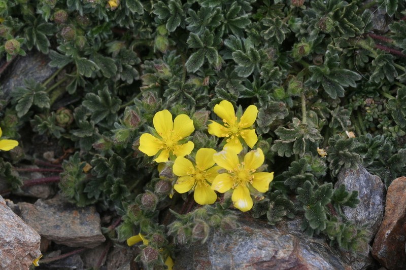 Potentilla nevadensis photo 5