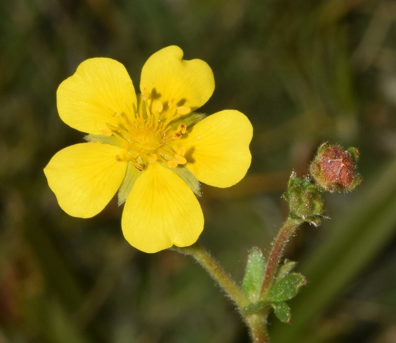 Potentilla nevadensis photo 6