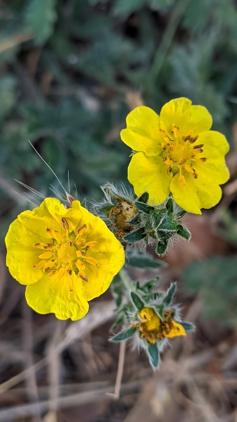 Potentilla nevadensis photo 7