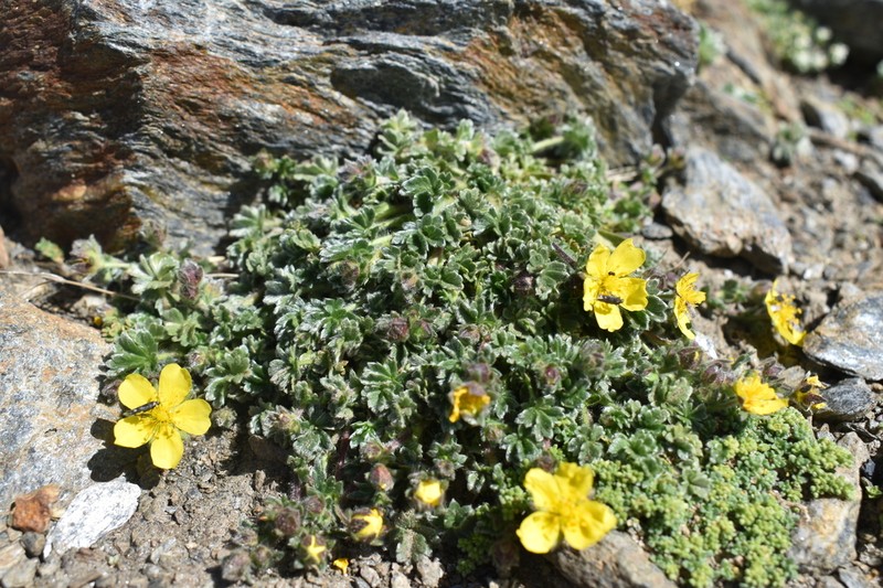 Potentilla nevadensis photo 8