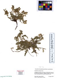Newberry's Cinquefoil