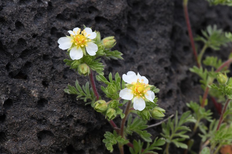 Newberry's Cinquefoil photo 2