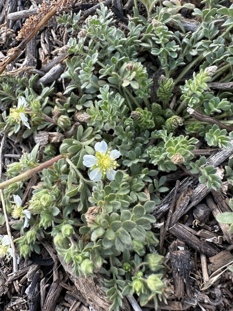 Newberry's Cinquefoil photo 3