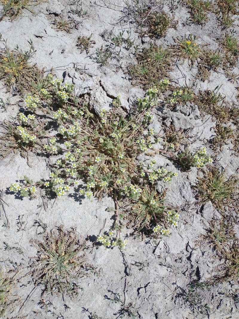 Newberry's Cinquefoil photo 4