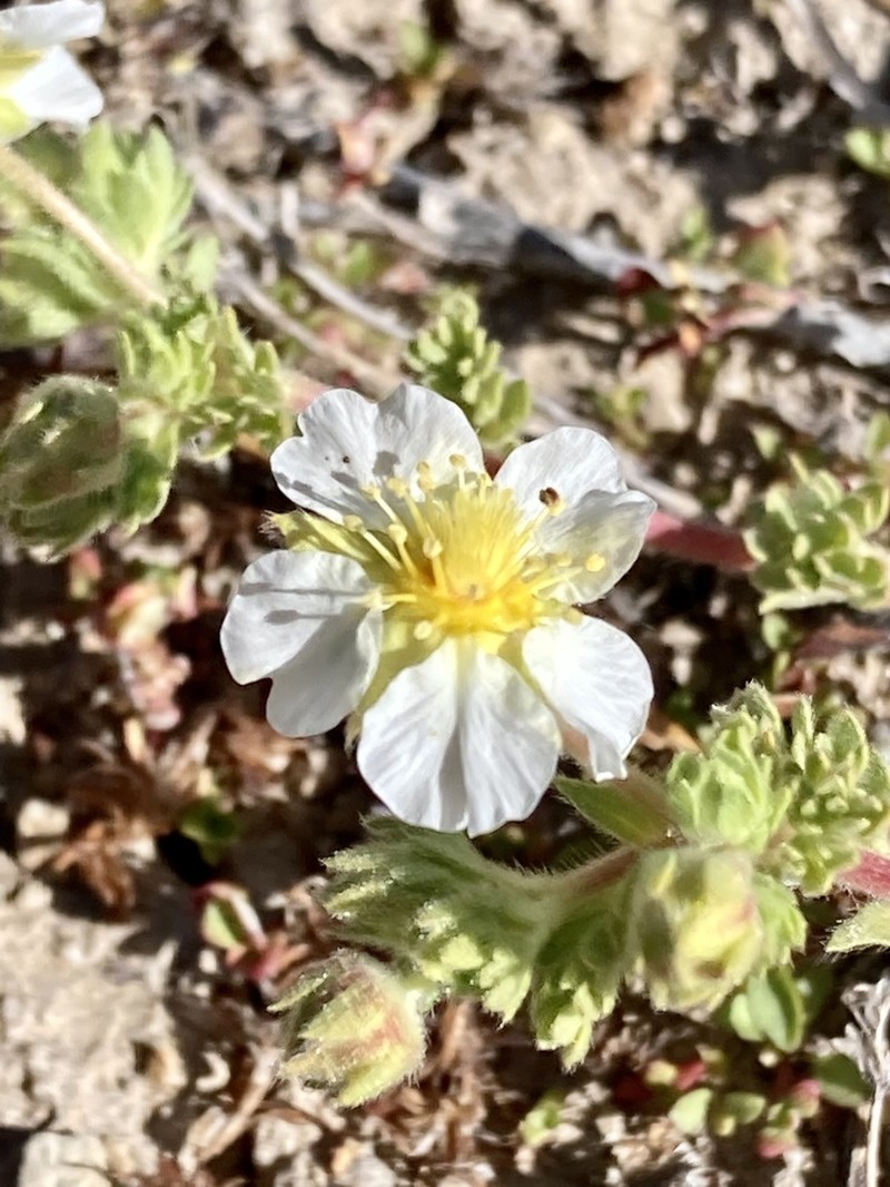 Newberry's Cinquefoil photo 6