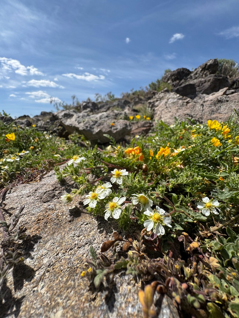 Newberry's Cinquefoil photo 7
