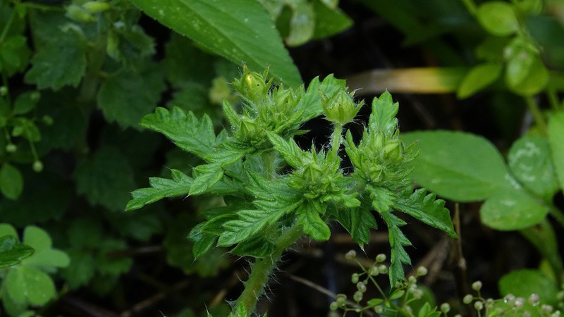 Potentilla niponica