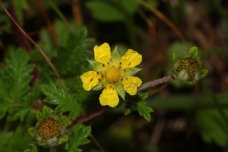 Potentilla niponica photo 2