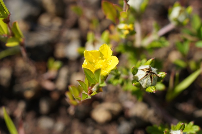 Potentilla niponica photo 3