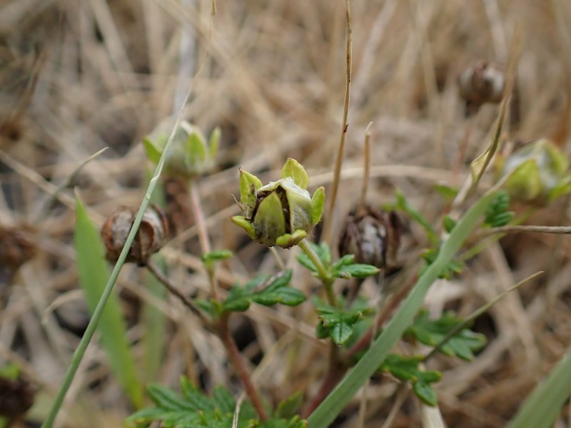 Potentilla niponica photo 6
