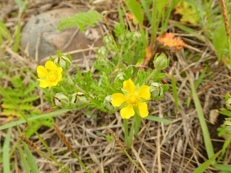 Potentilla niponica photo 8