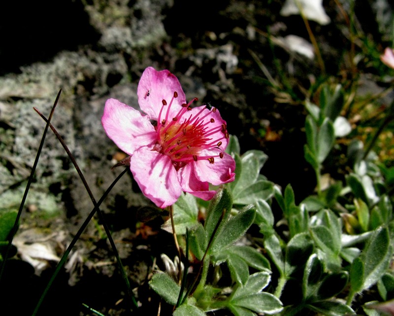 Potentilla nitida