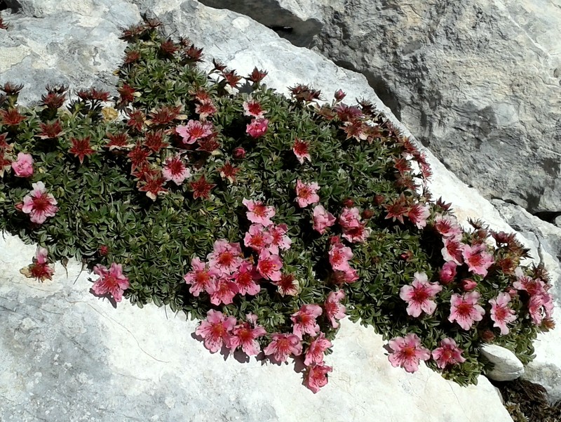 Potentilla nitida photo 2