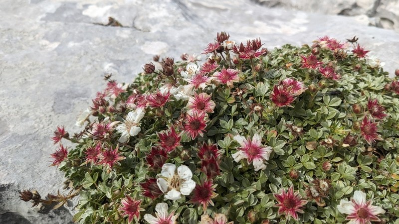 Potentilla nitida photo 3