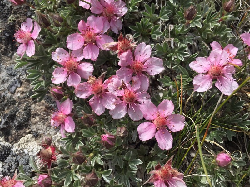 Potentilla nitida photo 4