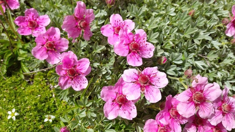 Potentilla nitida photo 5