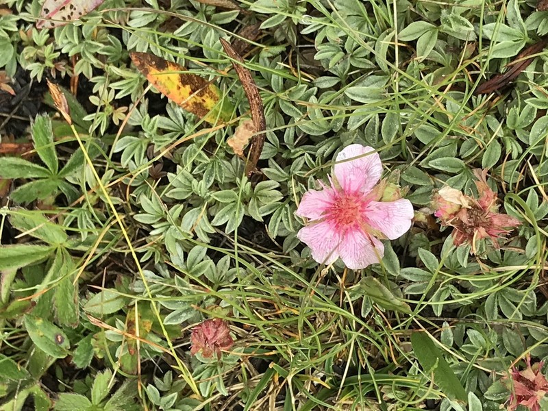 Potentilla nitida photo 6