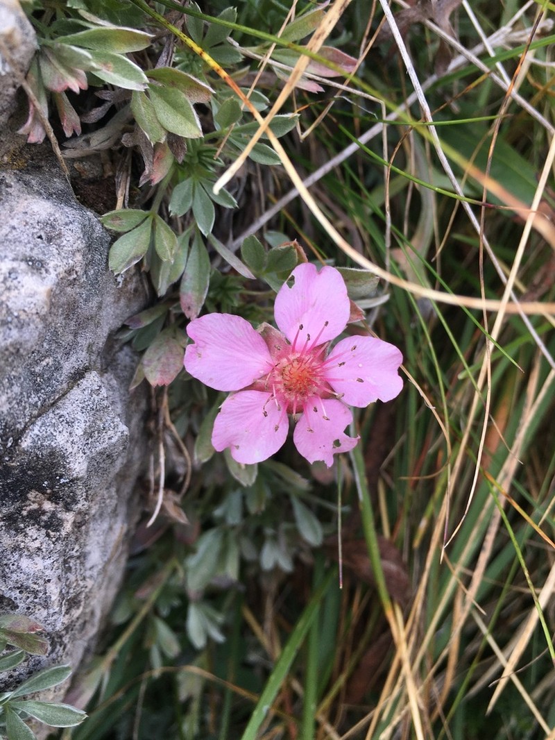 Potentilla nitida photo 7