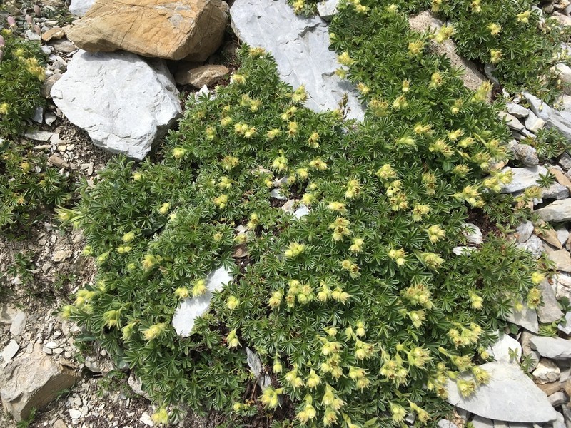 Potentilla nivalis
