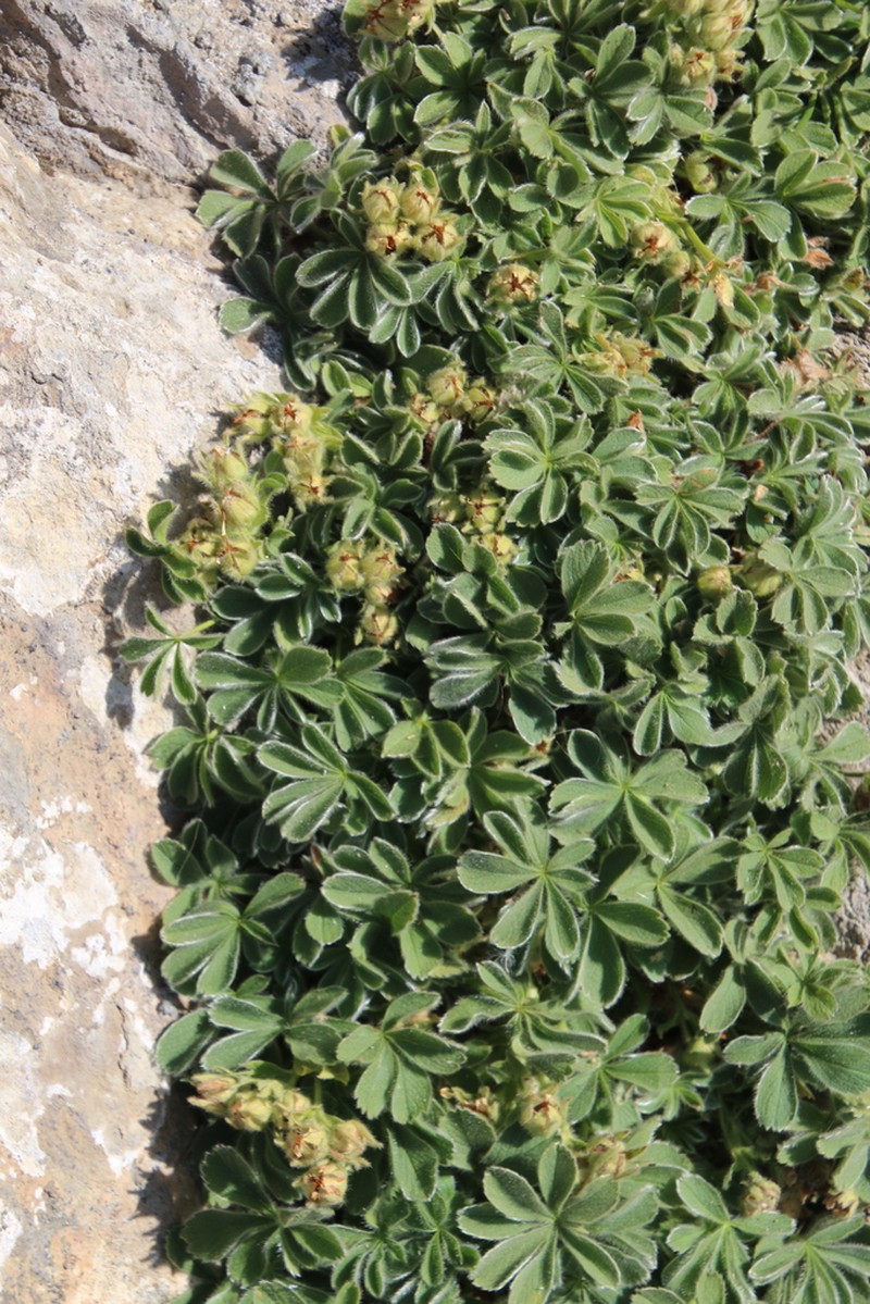 Potentilla nivalis photo 2