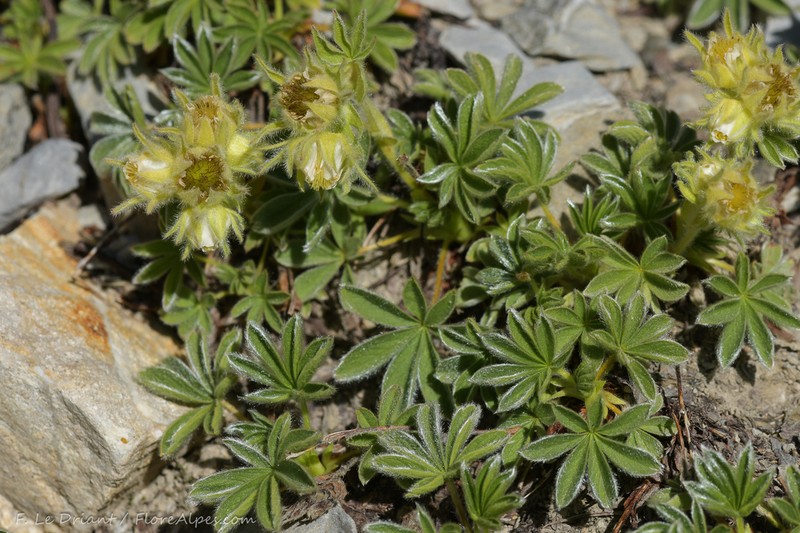 Potentilla nivalis photo 3