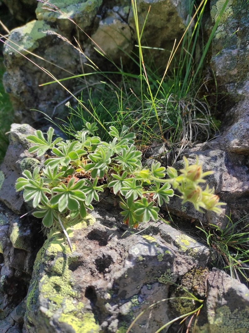 Potentilla nivalis photo 4