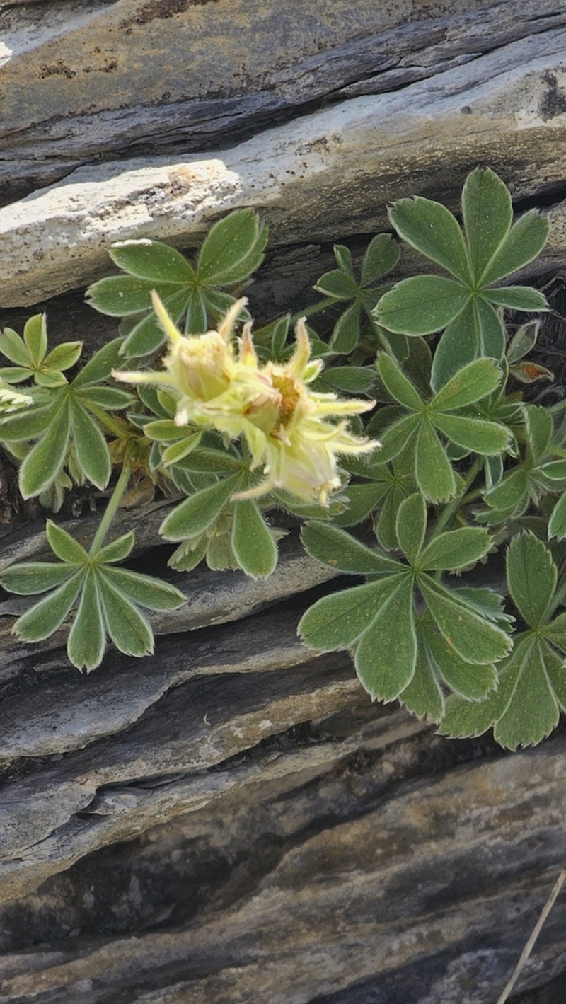 Potentilla nivalis photo 5