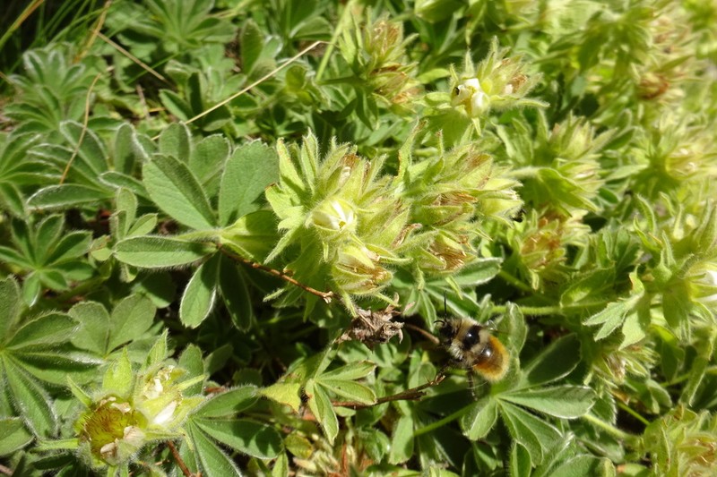 Potentilla nivalis photo 6