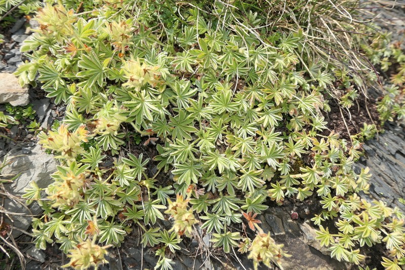 Potentilla nivalis photo 7