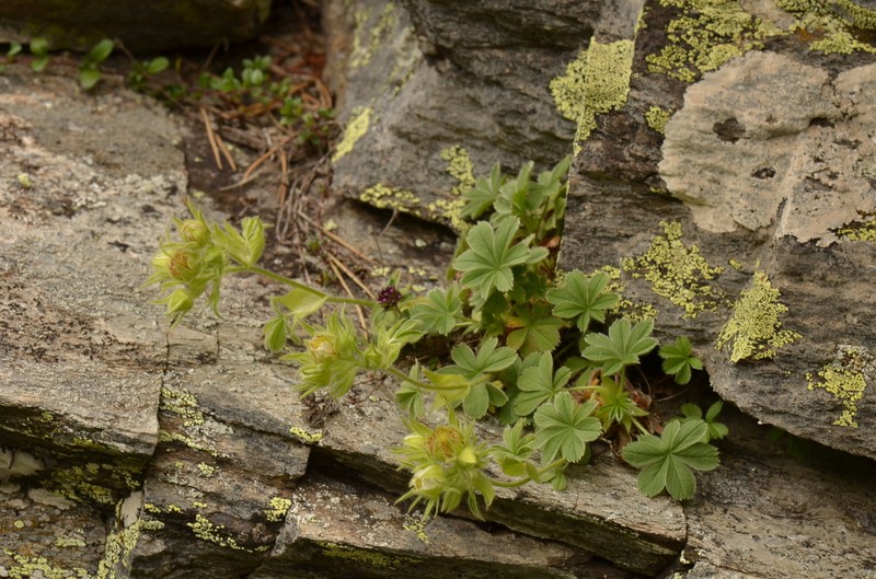 Potentilla nivalis photo 8