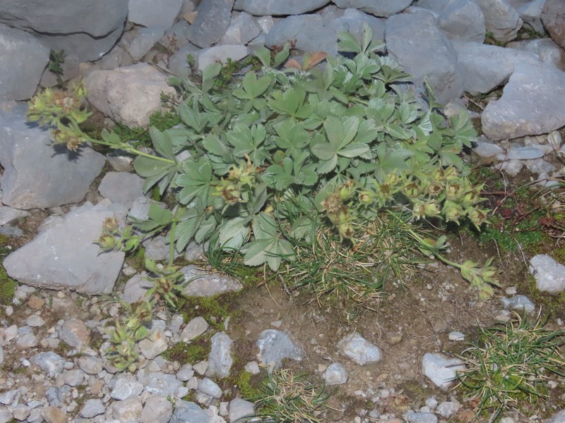 Potentilla nivalis subsp. asturica