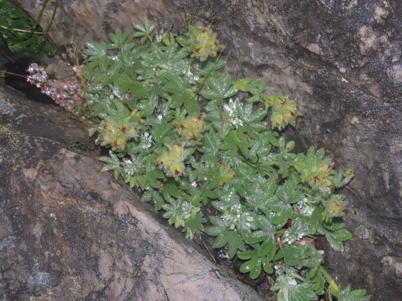 Potentilla nivalis subsp. asturica photo 2
