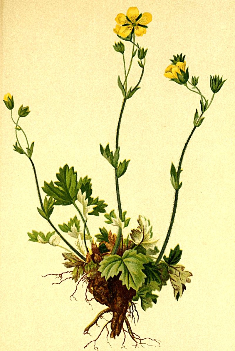 Snow Cinquefoil photo 6