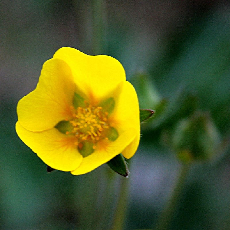 Snow Cinquefoil