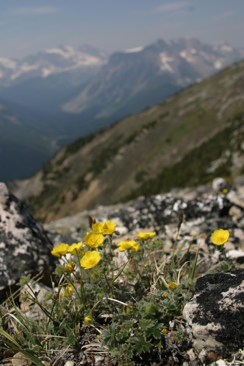 Arctic Cinquefoil photo 5