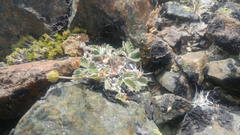 Snow Cinquefoil photo 3