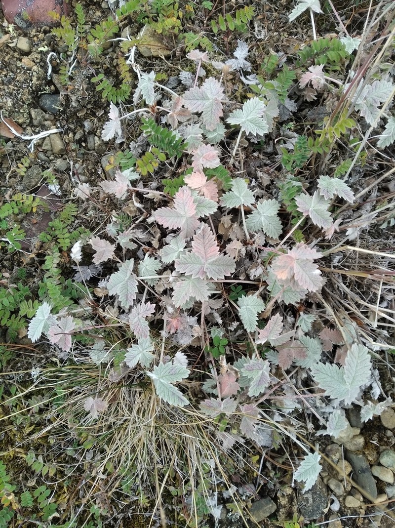 Snow Cinquefoil photo 6