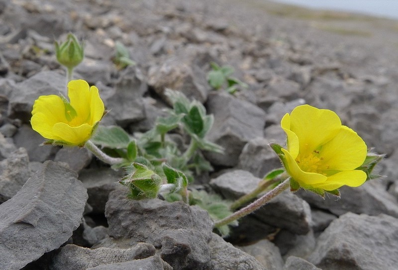 Snow Cinquefoil photo 7