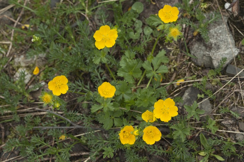 Potentilla nordmanniana
