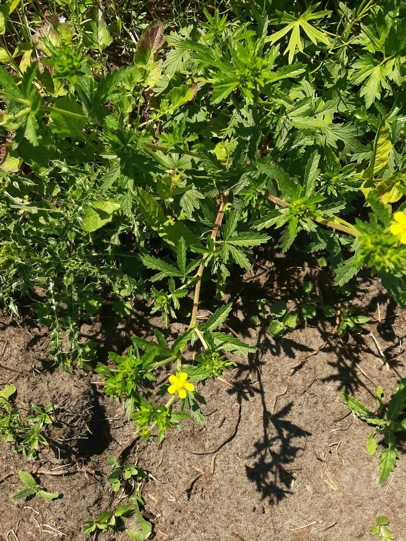 Norwegian Cinquefoil photo 2