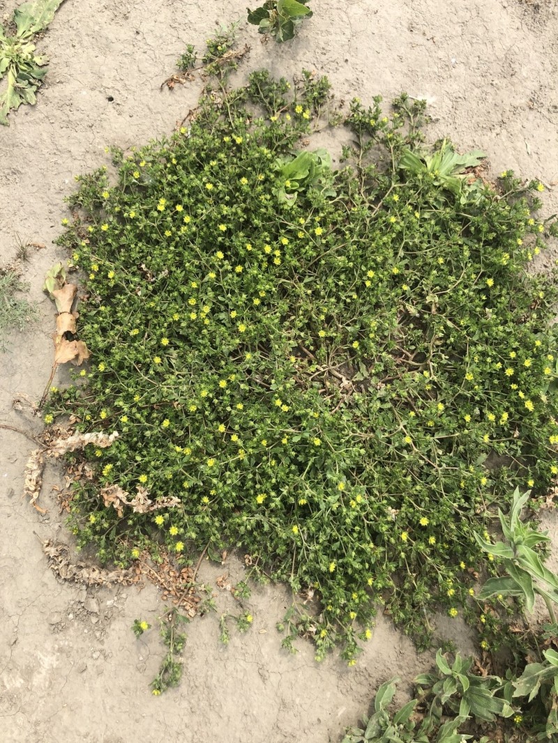 Norwegian Cinquefoil photo 3