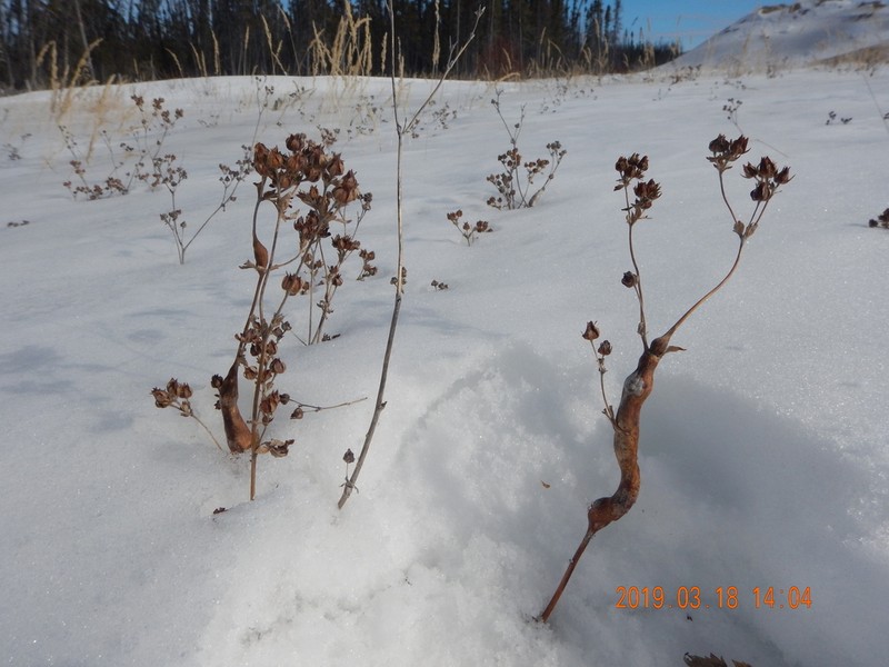 Norwegian Cinquefoil photo 4