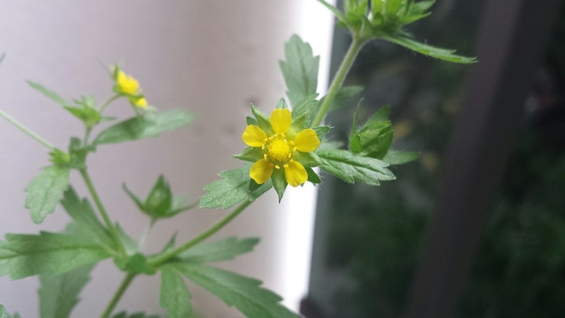 Norwegian Cinquefoil photo 5