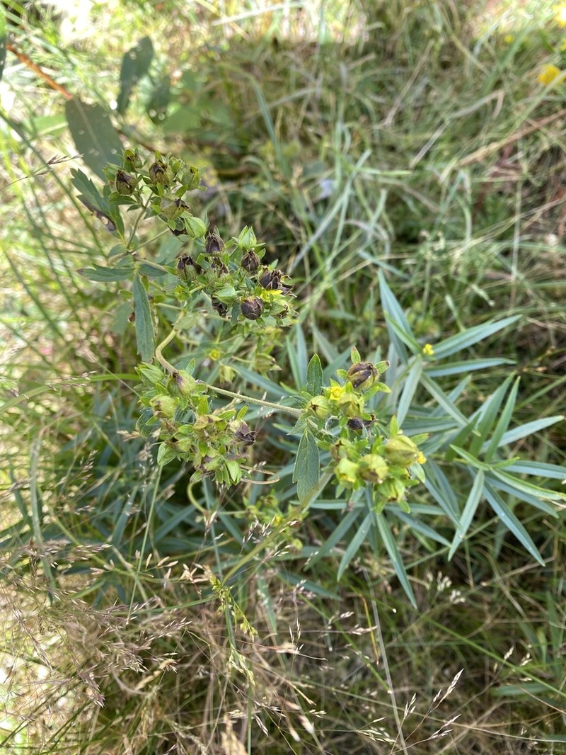 Norwegian Cinquefoil photo 6